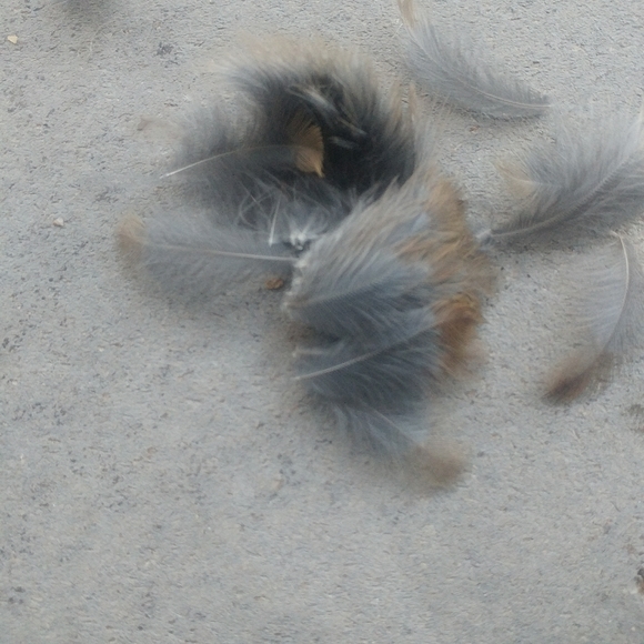 🌹Meet your Posher - Picture 2 of 4